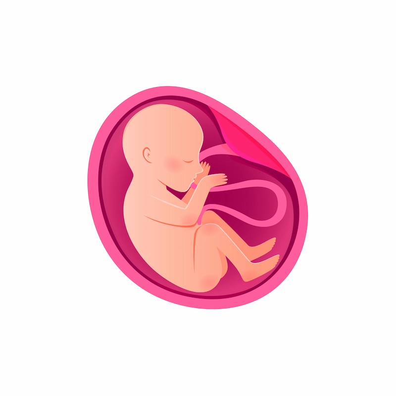 کیفیت جنین در IVF چیست؟ | راهنمای گریدبندی A, B, C و شانس موفقیت